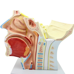 Medicina para el sistema nervioso craneal, 12 pares - Product Image 2