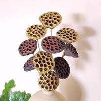 Grands tiges de lotus séchées naturelles écologiques, herbe de la pampa marron pour Halloween, mariage, Saint-Valentin, fête des Mères, Pâques