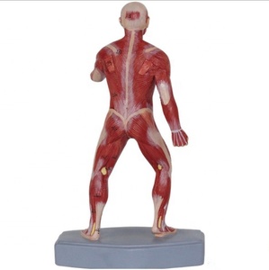 Modèle d'<span class=keywords><strong>anatomie</strong></span> <span class=keywords><strong>du</strong></span> <span class=keywords><strong>corps</strong></span> <span class=keywords><strong>humain</strong></span> enseignement médical modèle d'<span class=keywords><strong>anatomie</strong></span> musculaire <span class=keywords><strong>3D</strong></span> - Product Image 4