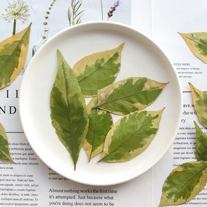 Hojas caídas manchadas Flores secas Especímenes de plantas en relieve Epoxi Marcapáginas hechos a mano Hojas Materiales Diy - Product Image 2