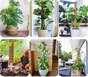 Poteau de mousse extensible <span class=keywords><strong>pour</strong></span> la croissance vers le haut des piquets de <span class=keywords><strong>plantes</strong></span> <span class=keywords><strong>pour</strong></span> le <span class=keywords><strong>support</strong></span> de bâtons de <span class=keywords><strong>plantes</strong></span> <span class=keywords><strong>grimpantes</strong></span> <span class=keywords><strong>d</strong></span>'<span class=keywords><strong>intérieur</strong></span> <span class=keywords><strong>pour</strong></span> la tomate - Product Image 5