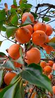 Poudre d'extrait de kaki de haute qualité, qualité alimentaire