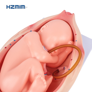 Juego de 10 Modelos de Desarrollo Fetal de Alta Calidad para Educación Médica y Estudio de Embriología - Product Image 3