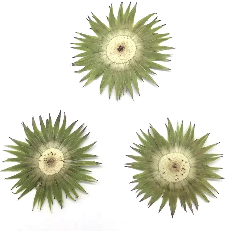 緑の葉の花乾燥葉植物標本花DIY手作り素材パッケージエンボス装飾画像乾燥