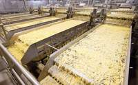 Chaîne de production compacte et automatique pour frites fraîches : Ligne complète de lavage, découpe, déhuilement et assaisonnement – Petite machine de production