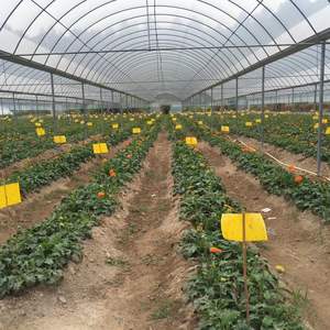 Cartes collantes anti-insectes durables en gros, pièges à colle <span class=keywords><strong>pour</strong></span> scarabées, contrôle des nuisibles <span class=keywords><strong>pour</strong></span> l'agriculture - Product Image 6