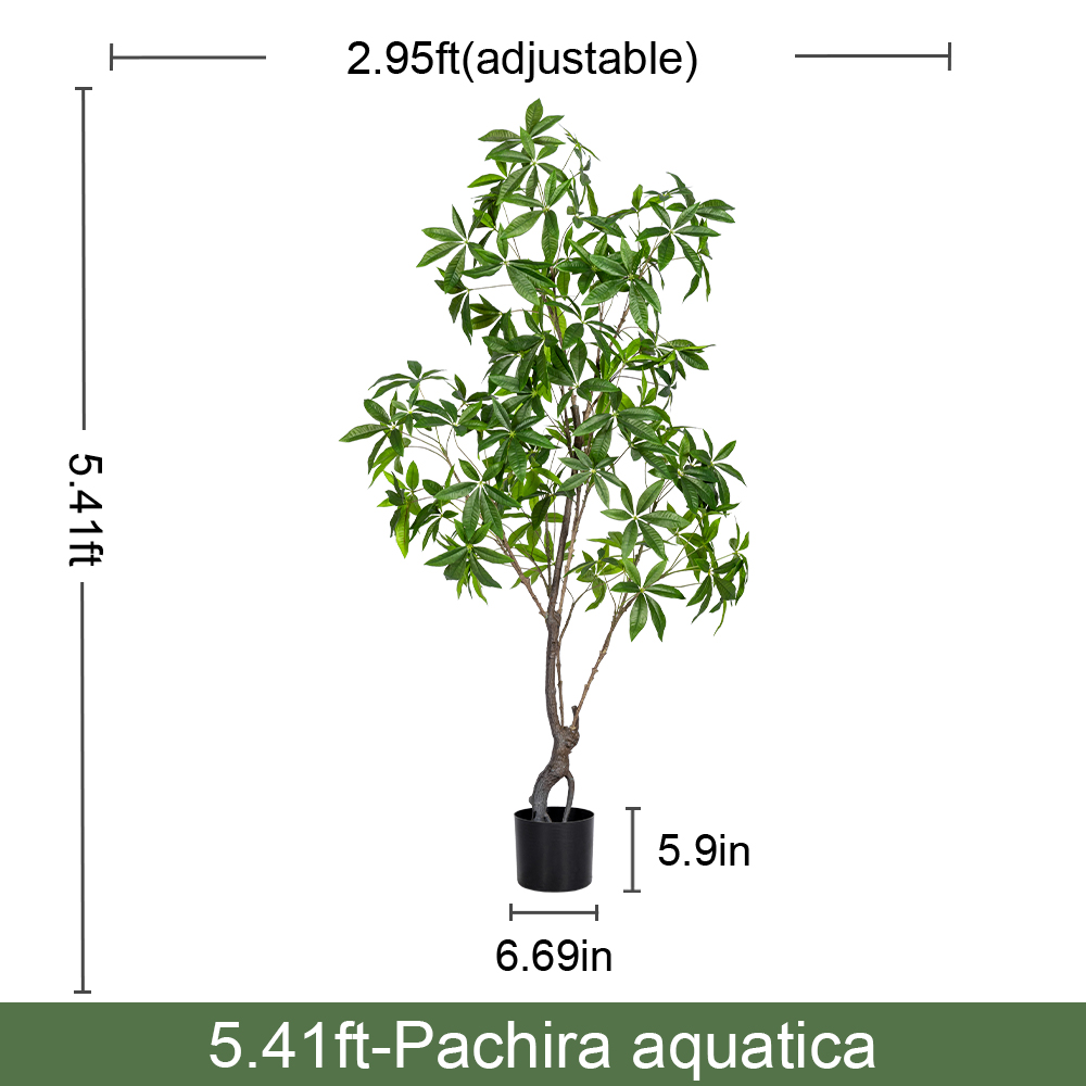Los 5.4FT/El 165CM