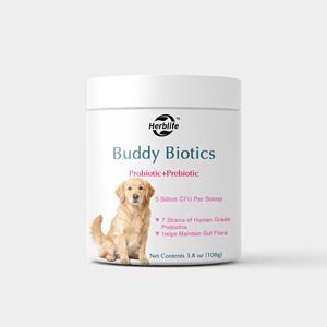 OEM/ODM ผลิตภัณฑ์ขายดี Buddy Biotics, โปรไบโอติก+พรีไบโอติกแบบผง, 7 สายพันธุ์โปรไบโอติกพร้อมพรีไบโอติก FOS, ช่วยเสริมสร้างจุลินทรีย์ในลำไส้และภูมิคุ้มกัน - Product Image 1