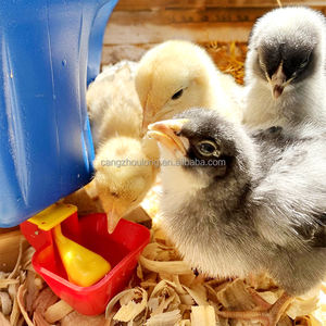 <span class=keywords><strong>Bebederos</strong></span> Automáticos <span class=keywords><strong>para</strong></span> Pollitos de un Día, Modelo YYB LM36, de Plástico, <span class=keywords><strong>para</strong></span> Cría de Aves de Corral - Product Image 6