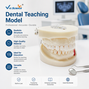 Modelo de Simulación de Implantes Dentales, Modelo de Anatomía Oral para la Enseñanza en Escuelas Dentales, Entrenamiento de Operaciones Dentales, CE ROHS ISO CNAS - Product Image 1