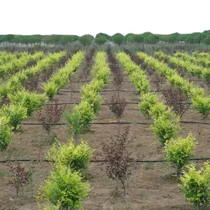 Material PE sistema de riego por goteo línea de producción de cintas