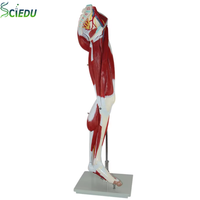 Modèle d'anatomie humaine des muscles, des vaisseaux sanguins et des nerfs des membres inférieurs, modèle de jambe, équipement pédagogique médical