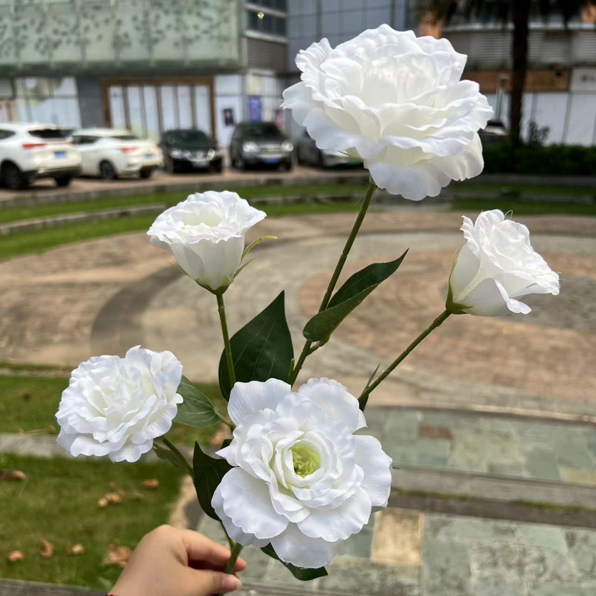 5 head platycodon white