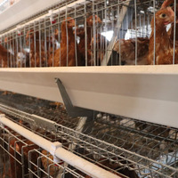 Cages en acier à immersion à chaud argentées pour volaille, pondeuse automatique professionnelle, prix réduit de 20 ans de durée de vie pour l'Afrique