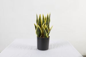 27 CM, <span class=keywords><strong>de</strong></span> plástico, venta madre falsa en la Ley <span class=keywords><strong>de</strong></span> la <span class=keywords><strong>lengua</strong></span> <span class=keywords><strong>de</strong></span> la serpiente Bonsai casa en macetas pequeñas macetas Planta Artificial - Product Image 5