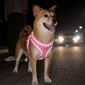 Harnais pour chien en néoprène rembourré haute visibilité pour la marche nocturne, pour chiens de petite, moyenne et grande taille, anti-évasion, sécurité nocturne, réfléchissant - Product Image 1
