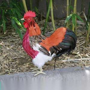 Adorno de Jardín, Gallo de Plumas, Accesorio de Fotografía, Modelo de Gallo Realista, Gallina Ponedora, Simulación de Gallina Grande - Product Image 5