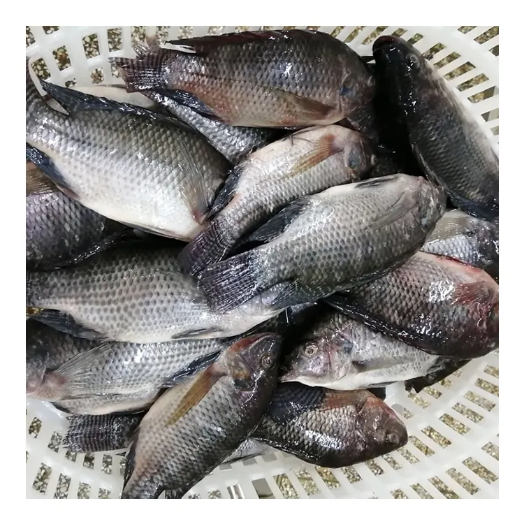 Grosir makanan Tilapia dari pertanian ikan Tilapia beku