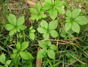 <span class=keywords><strong>Gynostemma</strong></span> Pentaphyllum Vijfbladige Kruid Makino Pentaphylla <span class=keywords><strong>Extract</strong></span> Poeder Pe - Product Image 4