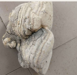 <span class=keywords><strong>Hongos</strong></span> Laricifomes Officinalis Cultivados en China, Comestibles, Enteros, Crudos, Secos y Limpios, Marca Chengyitang, Venta al Por Mayor - Product Image 4