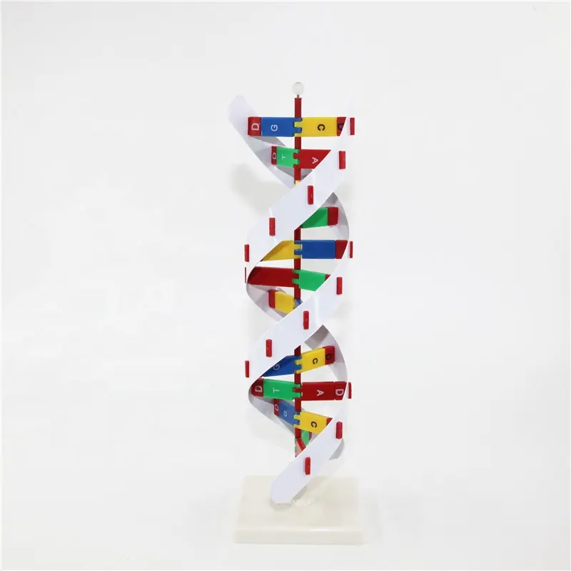 Modelo de DNA de plástico avanzado, modelo de estructura de DNA