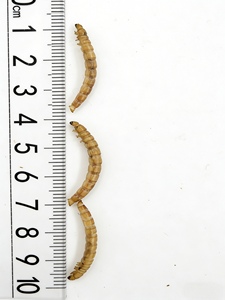 Vendita all'Ingrosso di Vermi Essiccati, <span class=keywords><strong>Cibo</strong></span> Secco <span class=keywords><strong>per</strong></span> Alimentazione di Uccelli Selvatici, Piccioni e <span class=keywords><strong>Pappagalli</strong></span> - Product Image 5