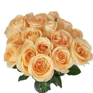 Rosas frescas cortadas de Kunming para regalo de maestro de boda o puesto de diosa directo a granel al por mayor de jardín para compra Grupal - Product Image 6