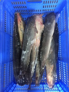 Pesce Gatto Intero Fresco Congelato per Cottura a Vapore e Frittura, Alta Qualità 500g-4000g, Prezzo di Fabbrica - Product Image 1