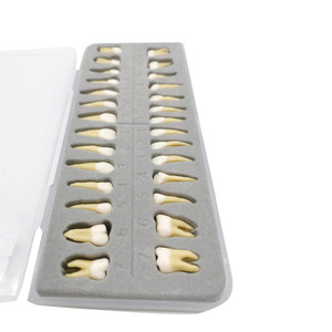 Modèle dentaire Heidefee 28 dents permanentes, bicolore, avec racine, dents simulées extraites, modèle anatomique scientifique médical - Product Image 3