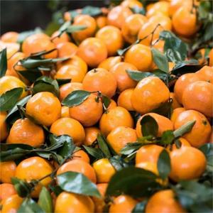 Bán Buôn Trung Quốc Cao Cấp Tươi Citrus Không Hạt Tangerine Lá Nhỏ Tangerine Mandarin - Product Image 6