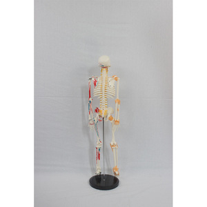 Squelette sur mesure de 85 cm avec disques intervertébraux, moitié des points d'origine et d'insertion des muscles, et ligaments ; membres - Product Image 3