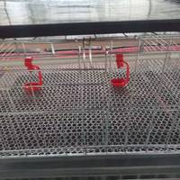 Cage de couvaison standard ISO HK pour poussins, équipement d'élevage avicole, cage en batterie de qualité export pour poussins d'un jour