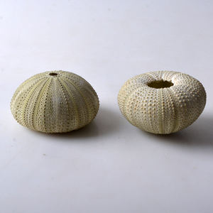 天然ウニの殻繊細でユニークなパイナップルのパンティングポット - Product Image 6