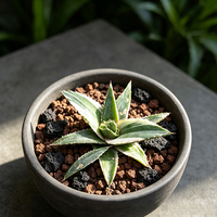 Tanaman Sukulen Hias Agave Titanota Variegated Stok Terbatas Terlaris, Tanaman Indoor Kelas Atas Untuk Dekorasi Meja Pajangan