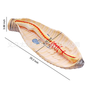 Modelo de disección de lombriz, modelo didáctico biológico de alta definición, modelo de investigación de estructura biológica - Product Image 1