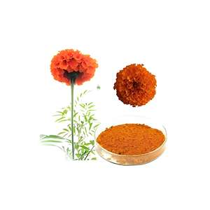 粉末状ルテイン5%-80% ドラム包装100% 天然食品グレードマリーゴールド花エキス - Product Image 3