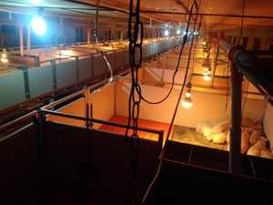 ระบบปากกาสำหรับเลี้ยงหมูที่มีประสิทธิภาพอุปกรณ์การเลี้ยงสัตว์หมูแบบใหม่ - Product Image 5