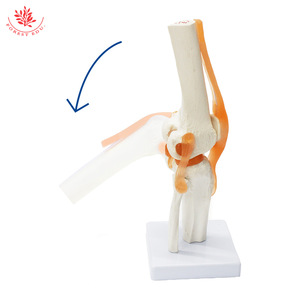 Modèle d'articulation du genou humain FRT029, modèle pédagogique en PVC avec ligaments, structure de l'articulation du genou et du rotule. - Product Image 3