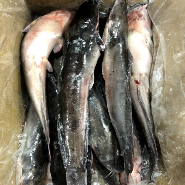 Téléchargement Wels Catfish Silurus Glanis - Foto 2