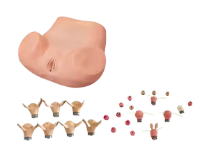 Mô hình tử cung giải phẫu PVC ADA-F35 cho mô phỏng đào tạo khám phụ khoa toàn diện cho các trường khoa học y tế - Product Image 2