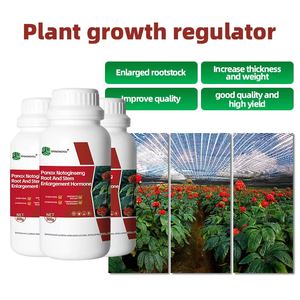 Panax <span class=keywords><strong>Notoginseng</strong></span> Rhizome Agent de charge racine épaisse et forte avec un taux d'absorption élevé résistant à la pourriture des racines Rayons UV Type de compost - Product Image 2