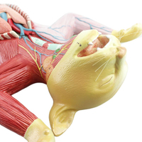 Modèle d'anatomie de chat grandeur nature 10 pièces Muscles et organes internes d'animaux modèle 3D enseignement de la biologie médicale féline