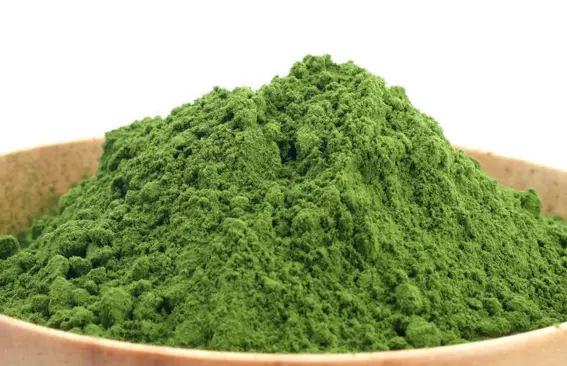 फ़ीड ग्रेड Chlorella Spirulina शैवाल पाउडर मोती का सीप के लिए फ़ीड मछलीघर झींगा मछली खाना