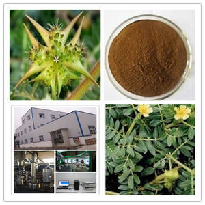 Tribulus terrestrisエキスtribulus粉末 - Product Image 5