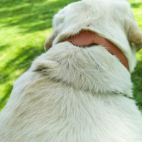 Colliers pour chien et chat en PU souple imperméable réglables, en cuir végétalien, anti-perte, avec suivi GPS Apple, collier pour animaux de compagnie avec support Airtag