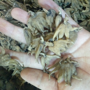 Nguyên khô toàn bộ tự nhiên gymnadenia crassinervis rễ để bán - Product Image 2