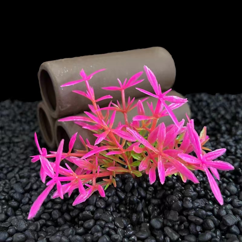 S230 Hedyotis diffusa