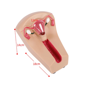 Modelo Anatómico de Anticonceptivo Intrauterino de Alta Calidad Marca Yulin, Modelo Dental Avanzado de PVC, Color Piel, Certificado ISO, YL-03047 - Product Image 3
