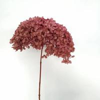 Bloemstukken Planten Echte Anna Hortensia's Langdurig Houdende Eeuwigdurende Ge conserveerde Anna Hortensia's voor Valentijnsdag Bruiloft