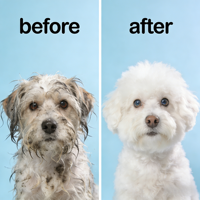 Shampoo pour chiens et chats hypoallergénique à l'aloe vera, sans ingrédients agressifs, formule d'origine naturelle pour peaux sensibles et toilettage des animaux de compagnie